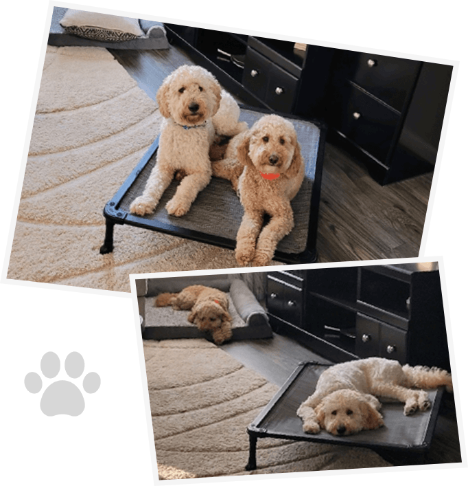 A collage of two dogs laying on top of beds.