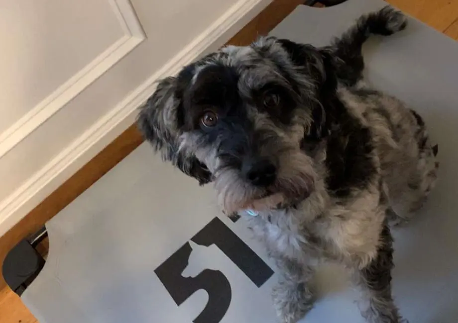 A dog standing on the floor of his house