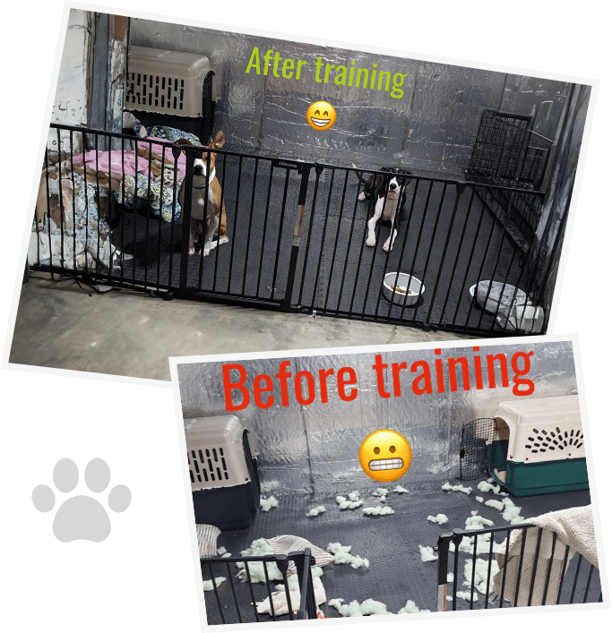 A before and after picture of a dog 's training room.