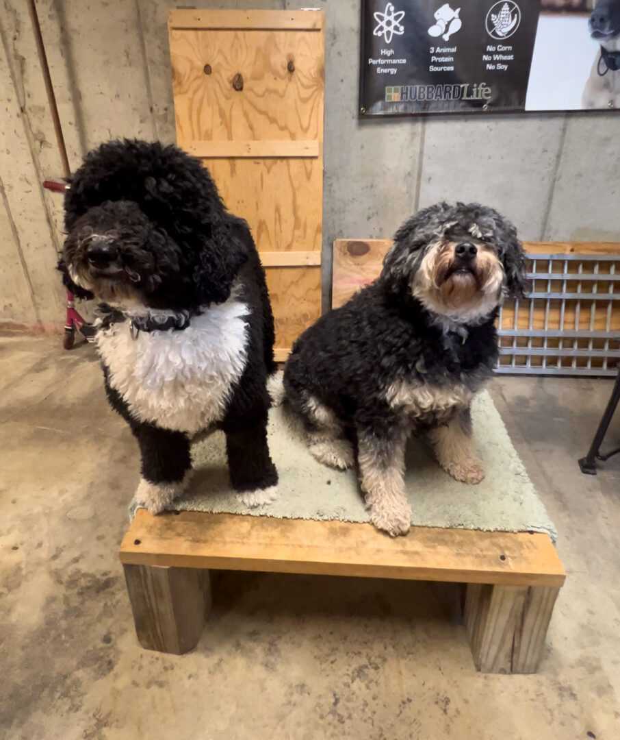 Two dogs sitting on a wooden platform.