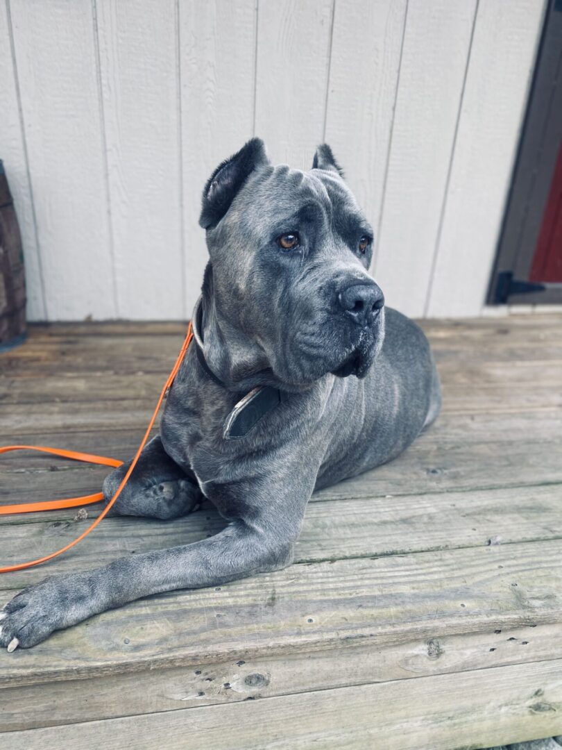 A dog that is laying down on the ground.