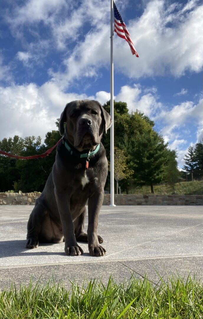 A dog sitting on the ground with its head tilted to the side.