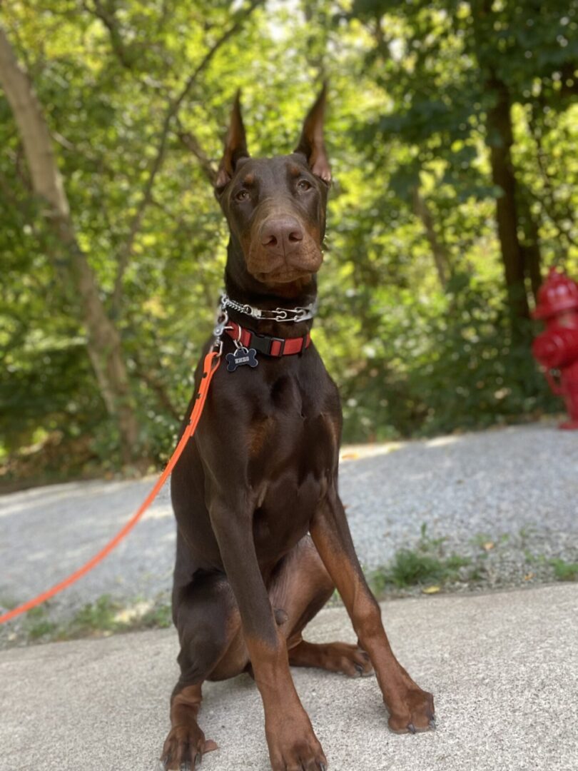 A dog sitting on the ground with its head up.