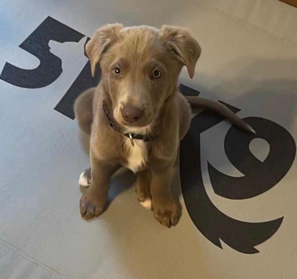 A brown dog sitting on top of a floor.