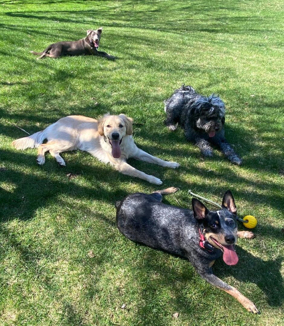 Three dogs playing with a frisbee in the grass.